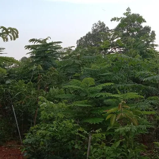 Sylvia City, Jangamakote, by Svamitva The dense young Miyawaki urban forest at Sylvia City